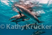 -012Bahamas_Dolphins2-126