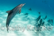 -022Bahamas_Dolphins2-157
