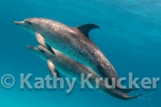-023Bahamas_Dolphins2-137-Edit