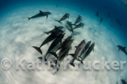-024Bahamas_Dolphins2-156