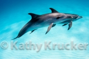 -026Bahamas_Dolphins2-98