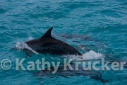 -033Bahamas_Day7-281