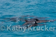 -034Bahamas_Day7-339