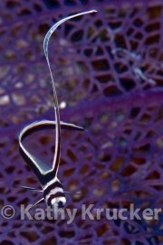 -035_21-1