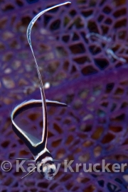 -001_21-1