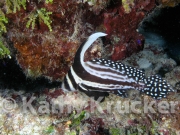 -007Belize2Krucke113