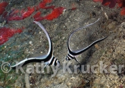 -008utila142