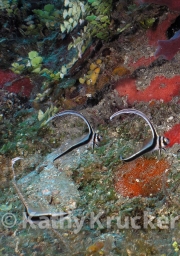 -009utila143
