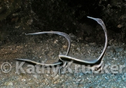 -010utila147