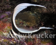 -011Utila-2006086