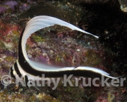-012Utila-2006087