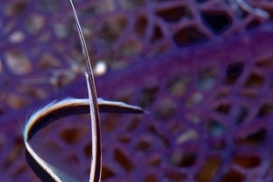 -001_21-1