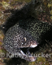-007utila175A