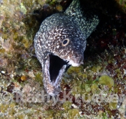 -009UTILA~69