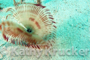 -001Utila-2006136