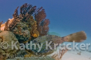 -006Cozumel-kk--010