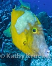 -011WU_Kathy_Krucker_5