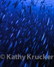 -001P1010005_5