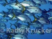 -007P1010125