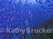 -012WT_Kathy_Krucker_1