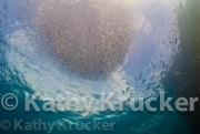 -024Fish_balls-kk-10