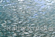 -026Raja_Ampat-kk-16