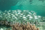 -034Indo_24_044