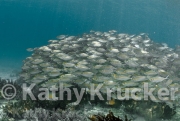 -035Fish_balls-kk-07
