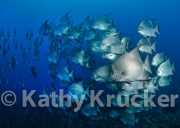 -057Honduras_Cocos_seamount_spadefish
