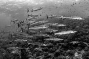 Pindito_Krucker-011BW