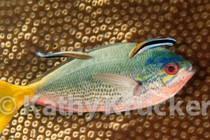 Yellow & blueback fusilier