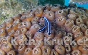 002UTILA55
