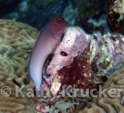 003UTILA29