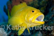 -035Caymans-kk-29