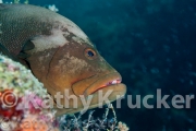 -038Wakatobi-kk-45