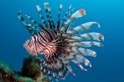 Invasive red lionfish - Honduras