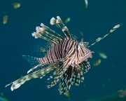 Indigenous red lionfish - Southeat Sulawsi, Indonesia
