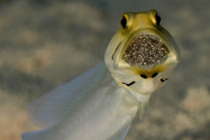-001Jawfish_with_eggs-kk-02