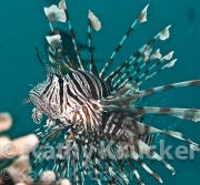 -002Wakatobi-kk-46