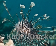 -004Lionfish-kk-01