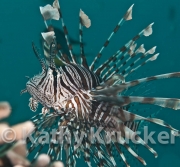 -005Lionfish-kk-02