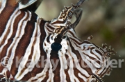 -006Lionfish-kk-03