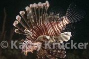 -007Lionfish-kk-04