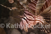 -008Lionfish-kk-05