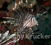 -009Lionfish-kk-06