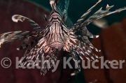 -010Lionfish-kk-07
