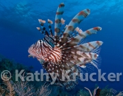 -012Lionfish-kk-10