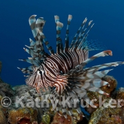 -013Lionfish-kk-12