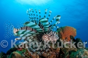 -015Lionfish-kk-13