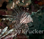 -017Wakatobi-kk-48